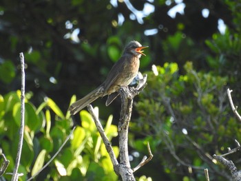 Brown-eared Bulbul Iriomote Island(Iriomotejima) Tue, 3/26/2019