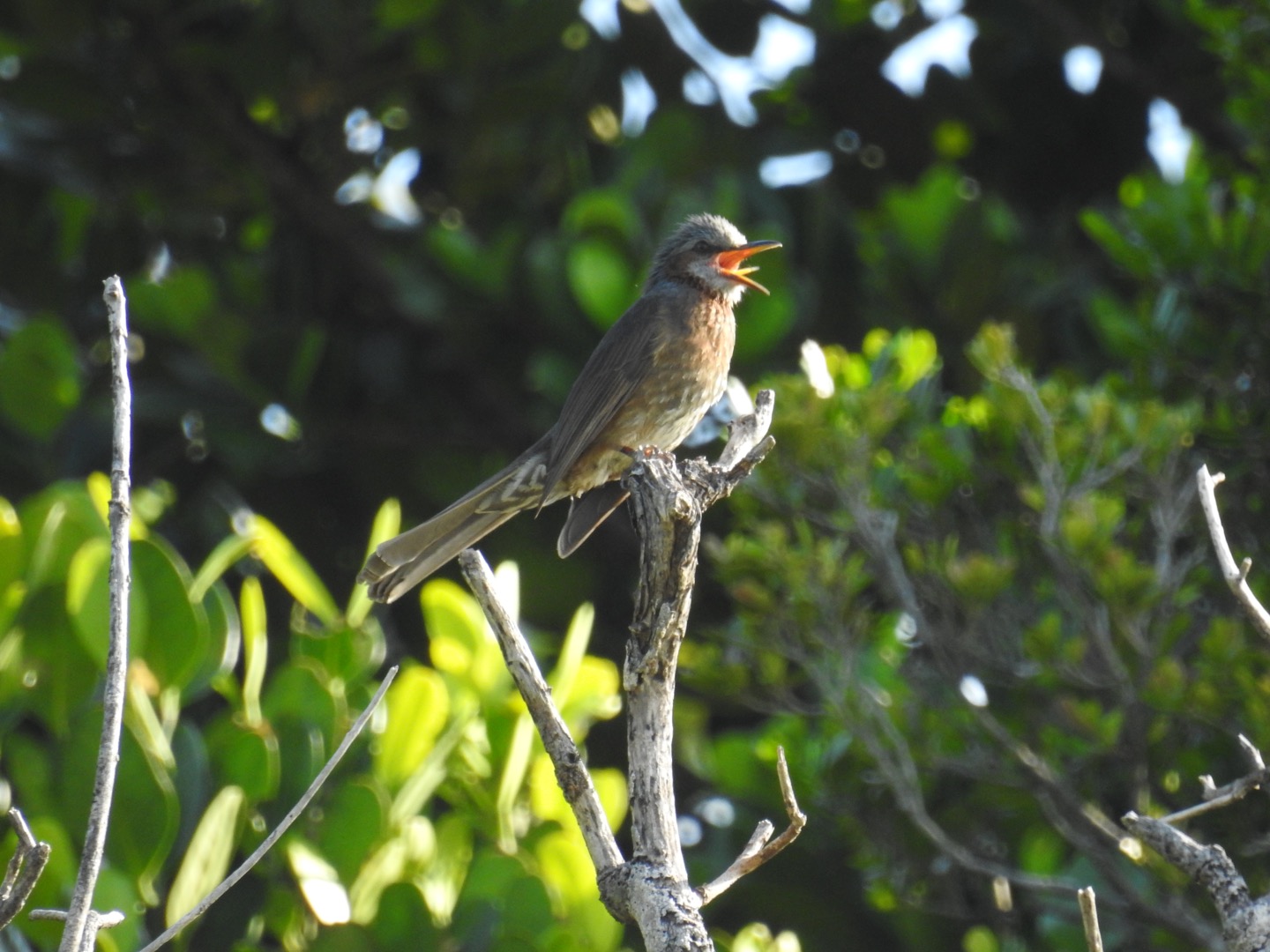 Brown-eared Bulbul