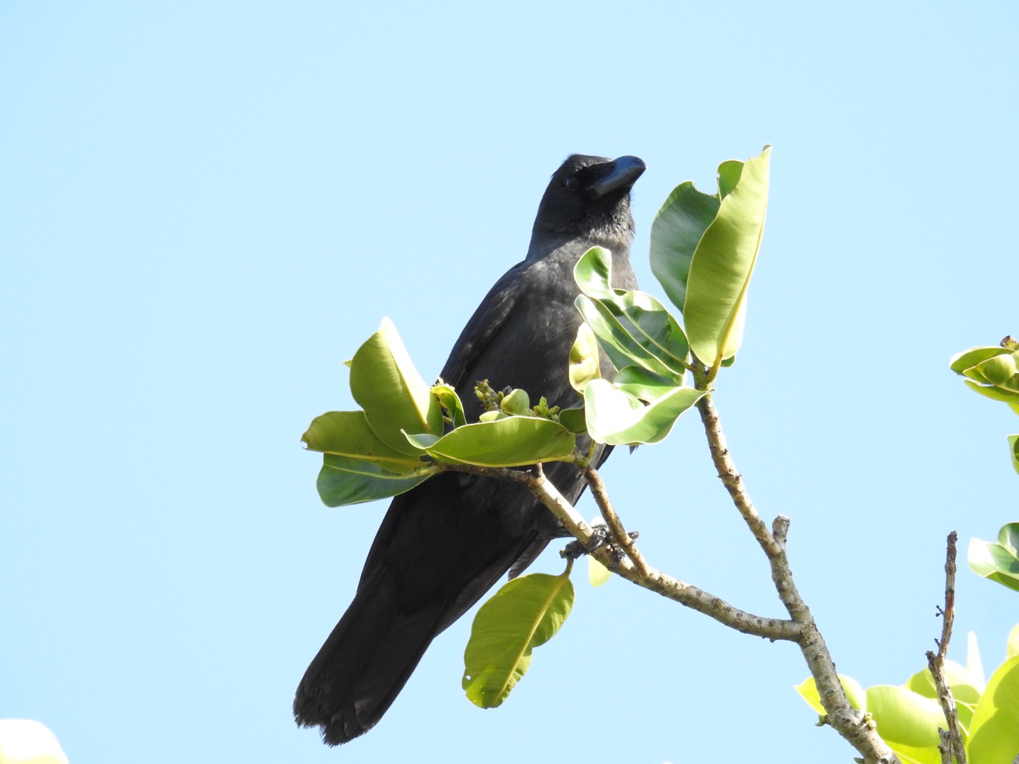 Large-billed Crow