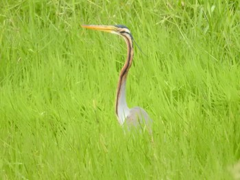 Purple Heron Iriomote Island(Iriomotejima) Tue, 3/26/2019