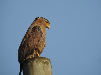 Crested Serpent Eagle Iriomote Island(Iriomotejima) Wed, 3/27/2019