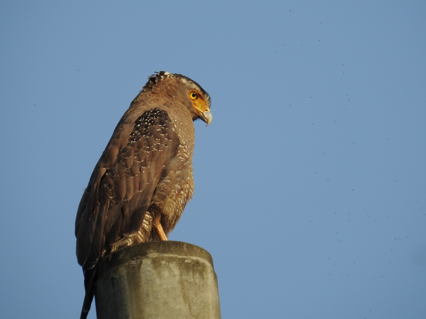 Photo of Crested Serpent Eagle at Iriomote Island(Iriomotejima) by せっしー