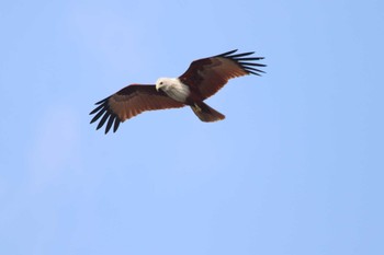 Brahminy Kite タイ南部 Mon, 2/25/2019