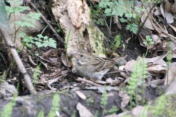 2019年3月28日(木) 羽村堰(下流)の野鳥観察記録