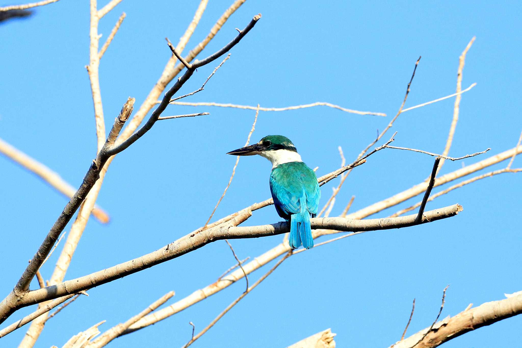 Collared Kingfisher