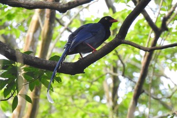 Taiwan Blue Magpie 烏来(台湾) Thu, 3/28/2019