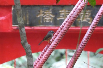 未同定 烏来(台湾) 2019年3月27日(水)