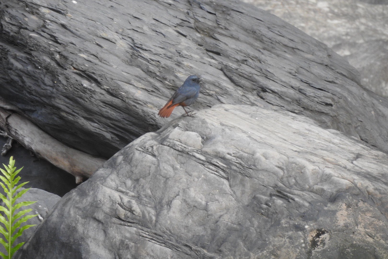 Plumbeous Water Redstart