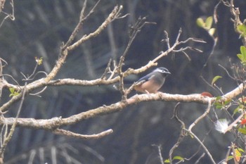 White-eared Sibia 烏来(台湾) Thu, 3/28/2019