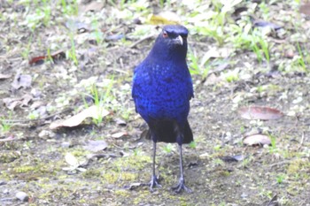 Taiwan Whistling Thrush 烏来(台湾) Thu, 3/28/2019