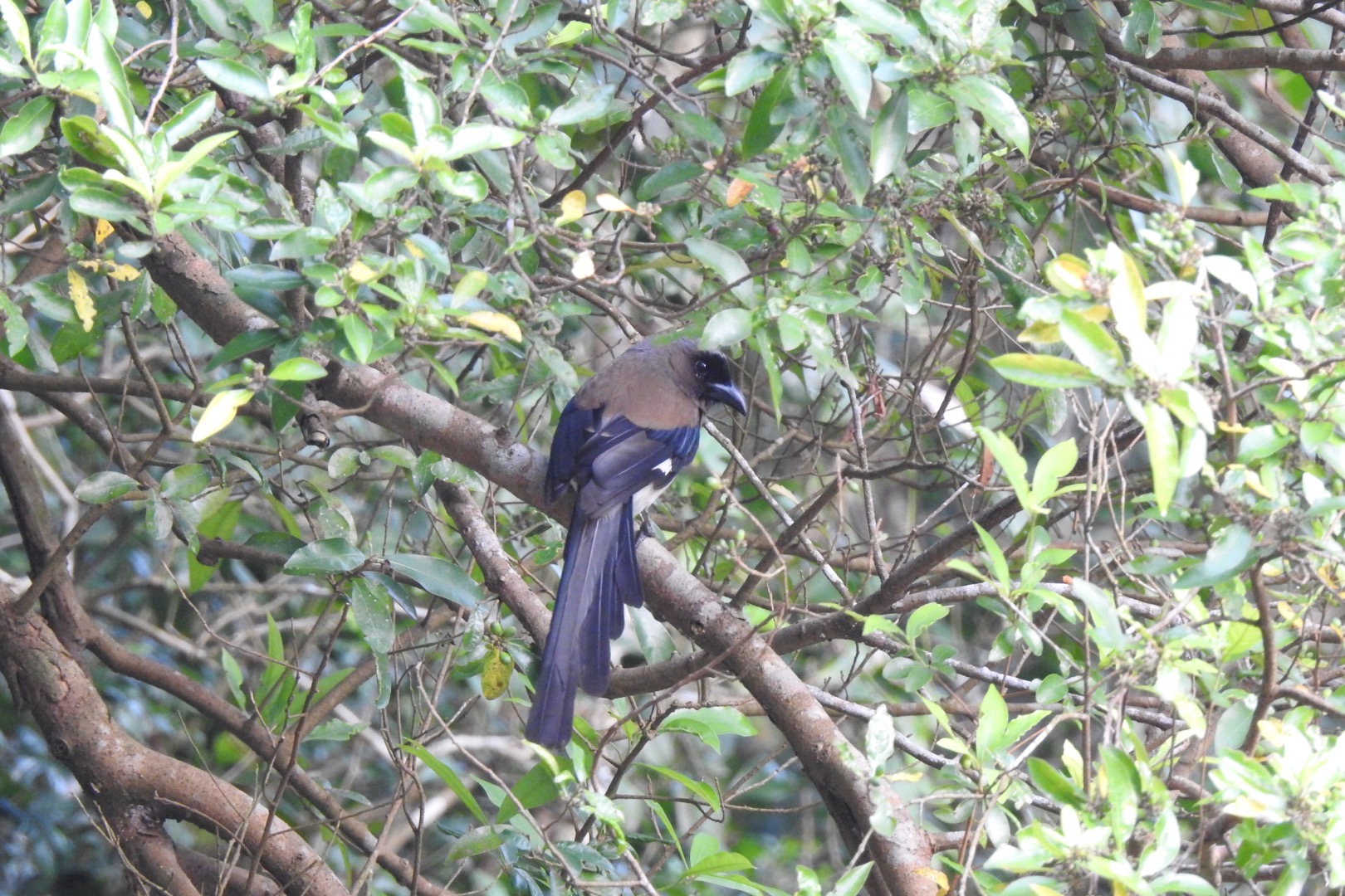 Photo of Grey Treepie at 烏来(台湾) by Seitakashigi