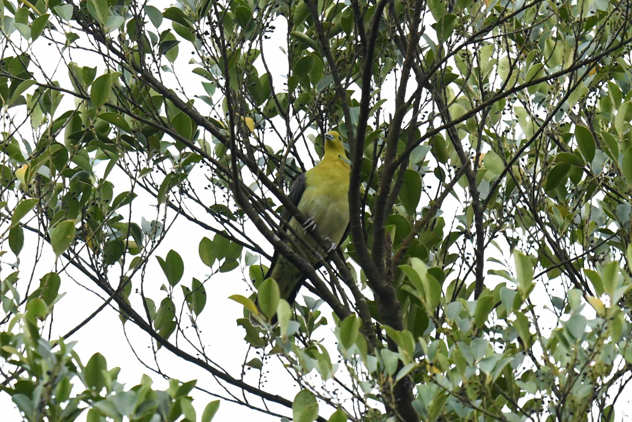 Photo of White-bellied Green Pigeon at 陽明山前山公園 by あひる