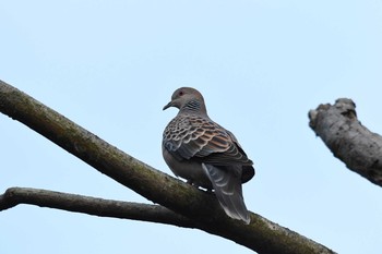 Oriental Turtle Dove 陽明山前山公園 Sun, 1/20/2019