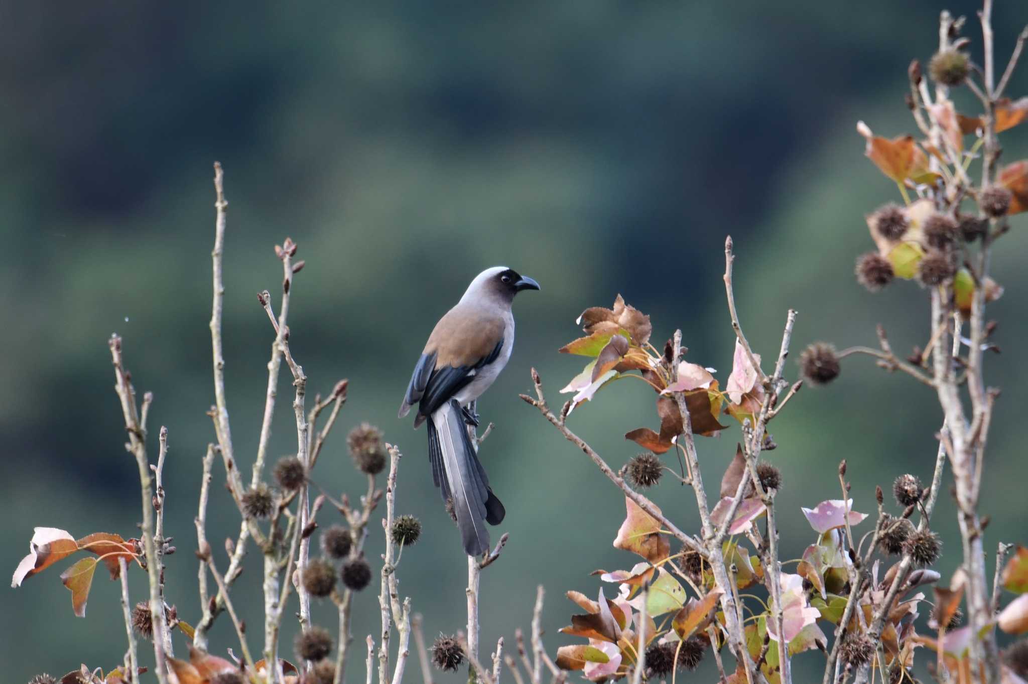 Grey Treepie