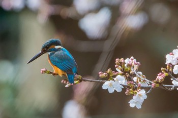 カワセミ 神奈川県 2019年3月28日(木)