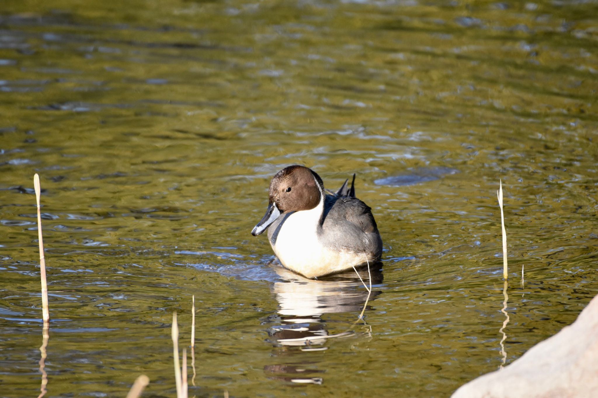 Northern Pintail