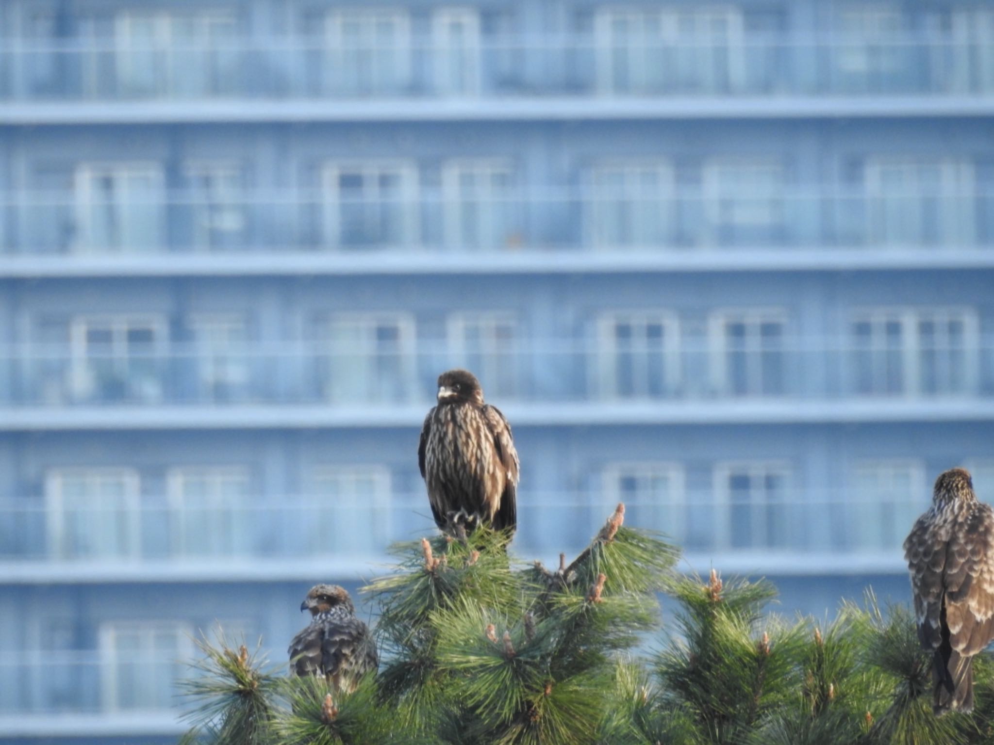 Black Kite