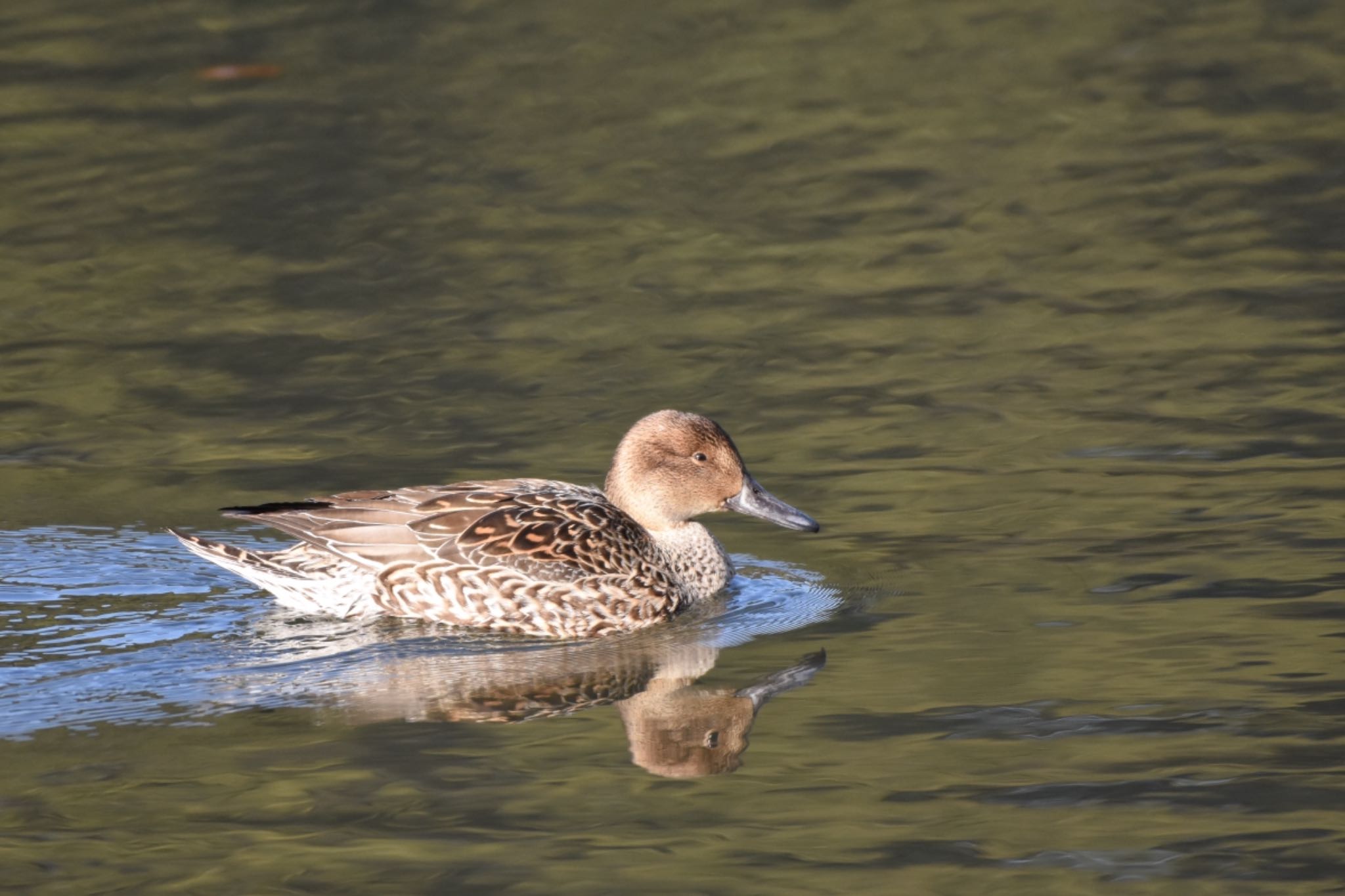 Northern Pintail