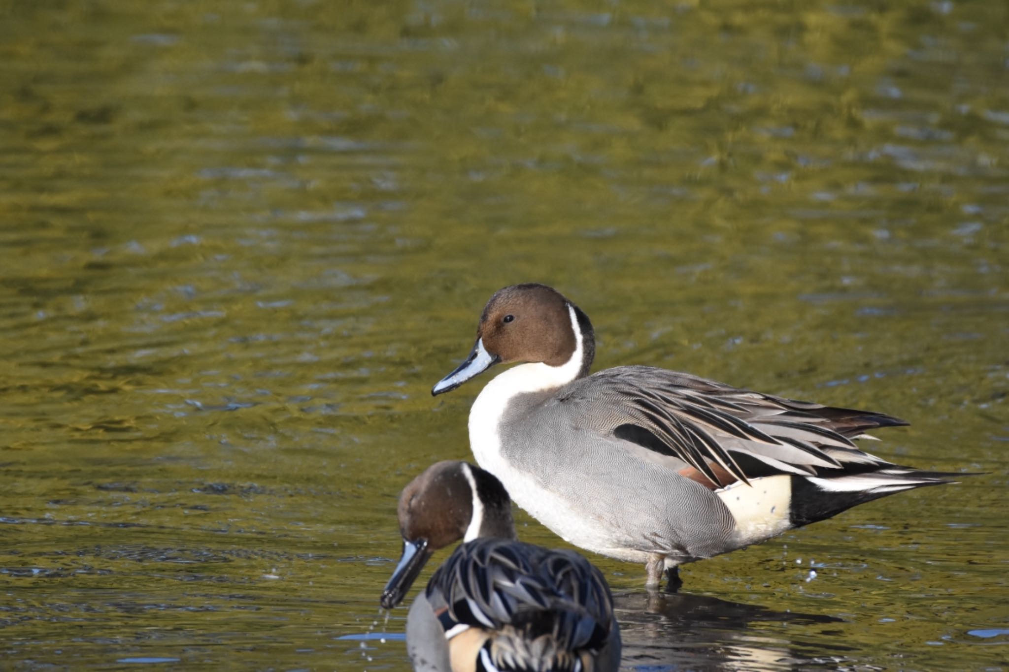 Northern Pintail