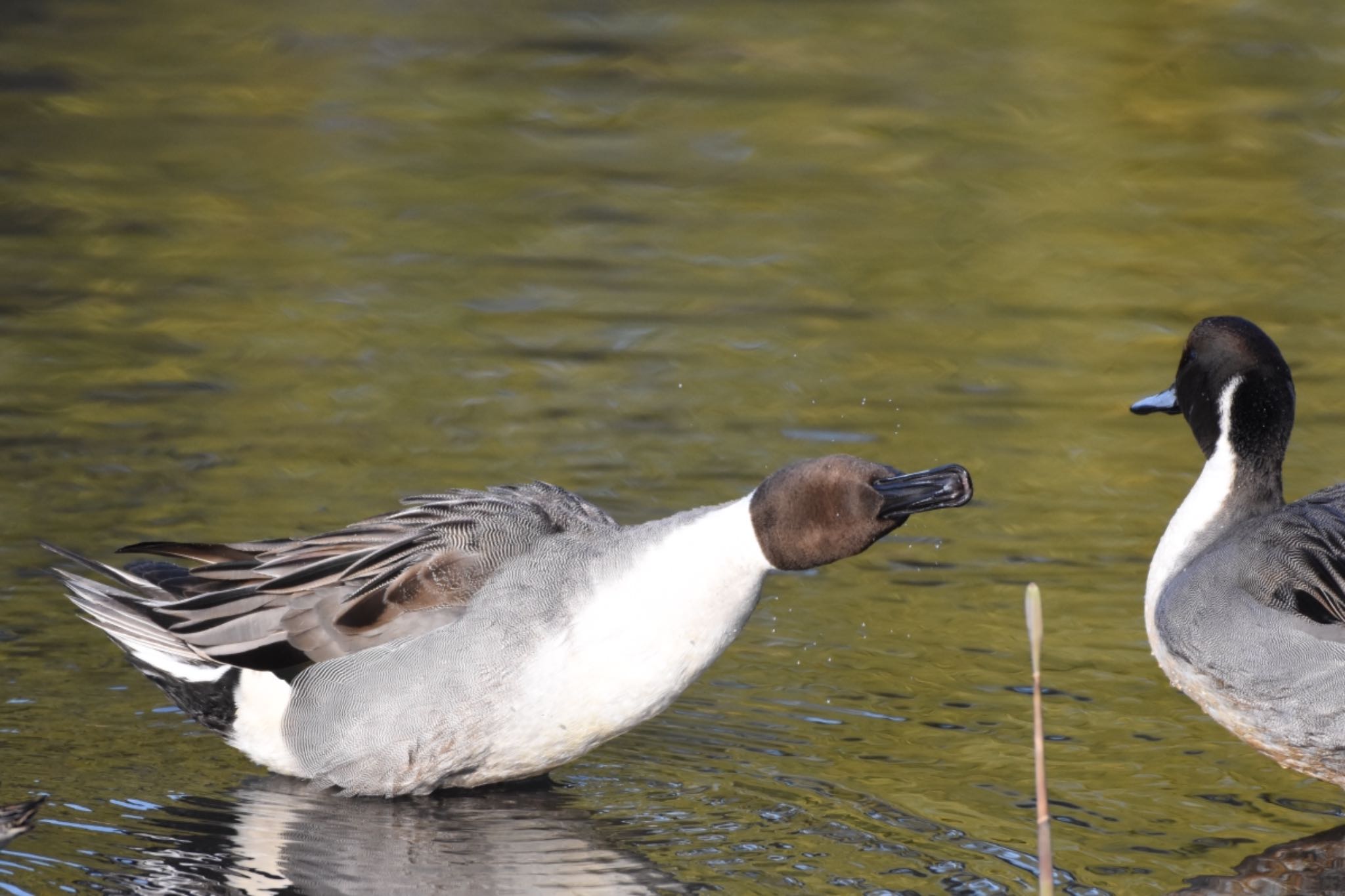 Northern Pintail