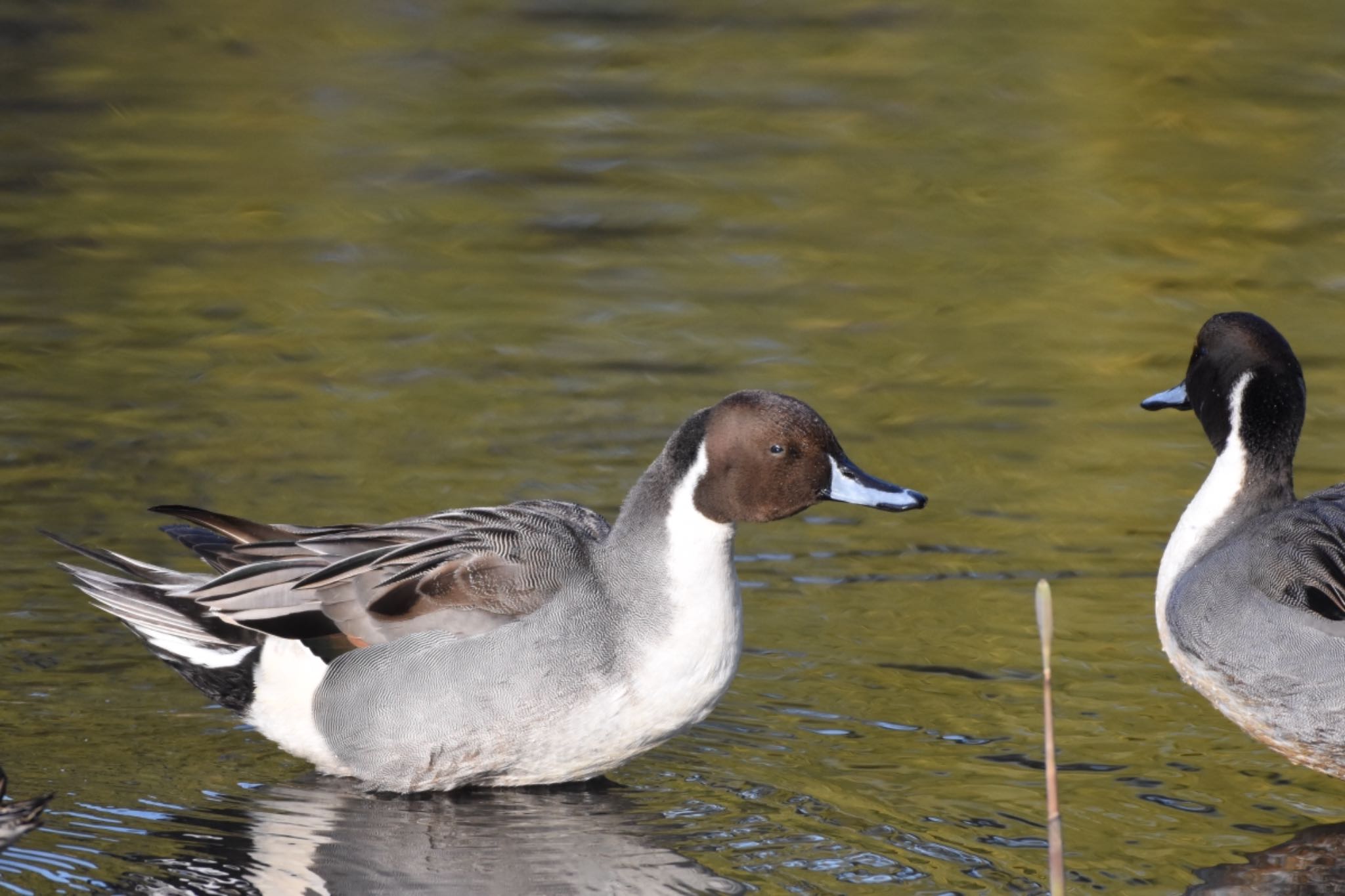 Northern Pintail