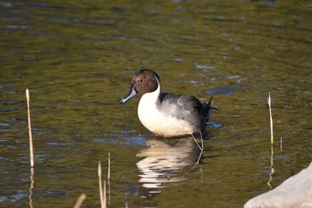 オナガガモ 浜離宮恩賜庭園 2017年12月23日(土)