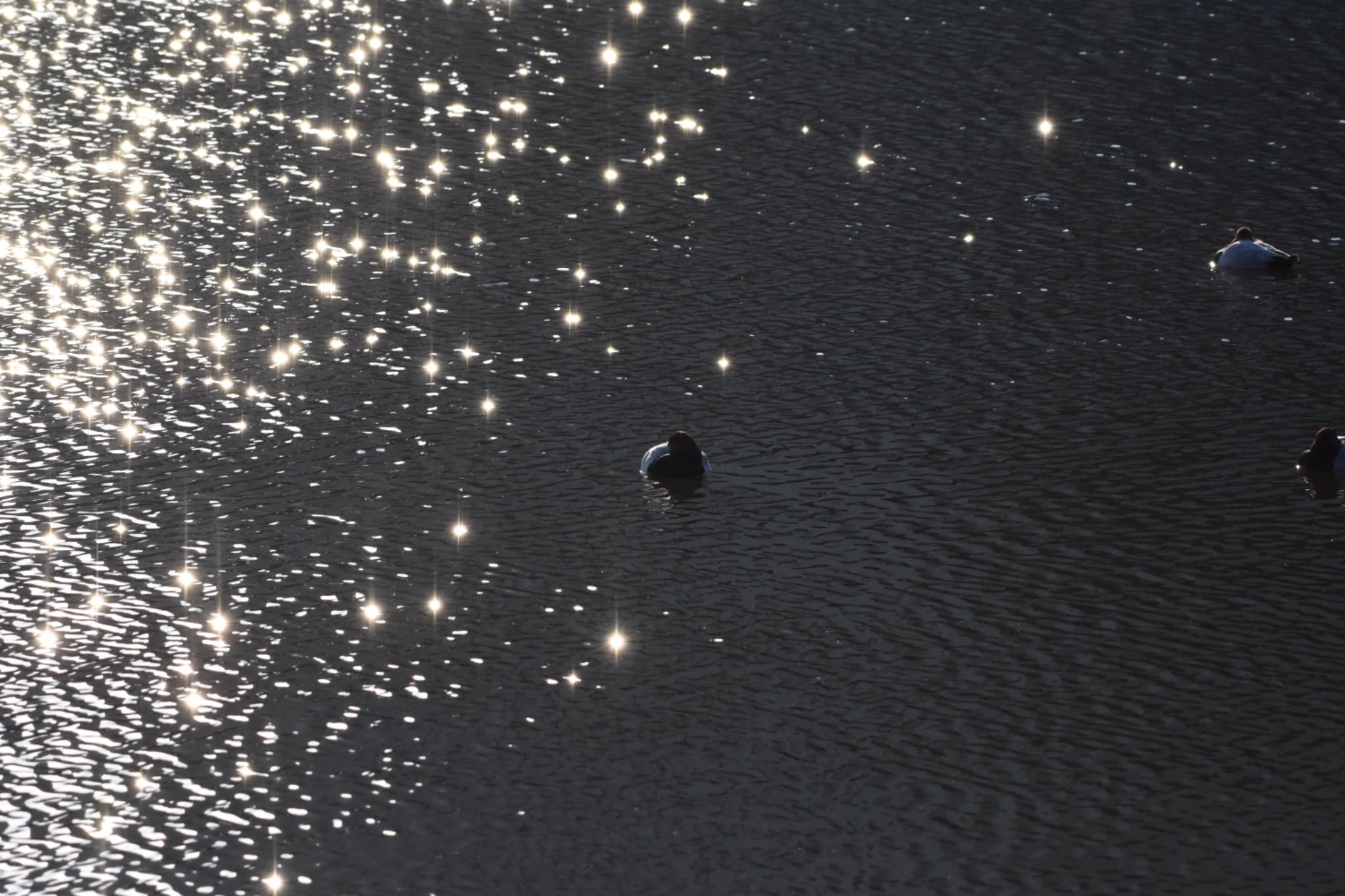 Tufted Duck