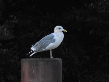 ウミネコ 浜離宮恩賜庭園 2017年12月23日(土)