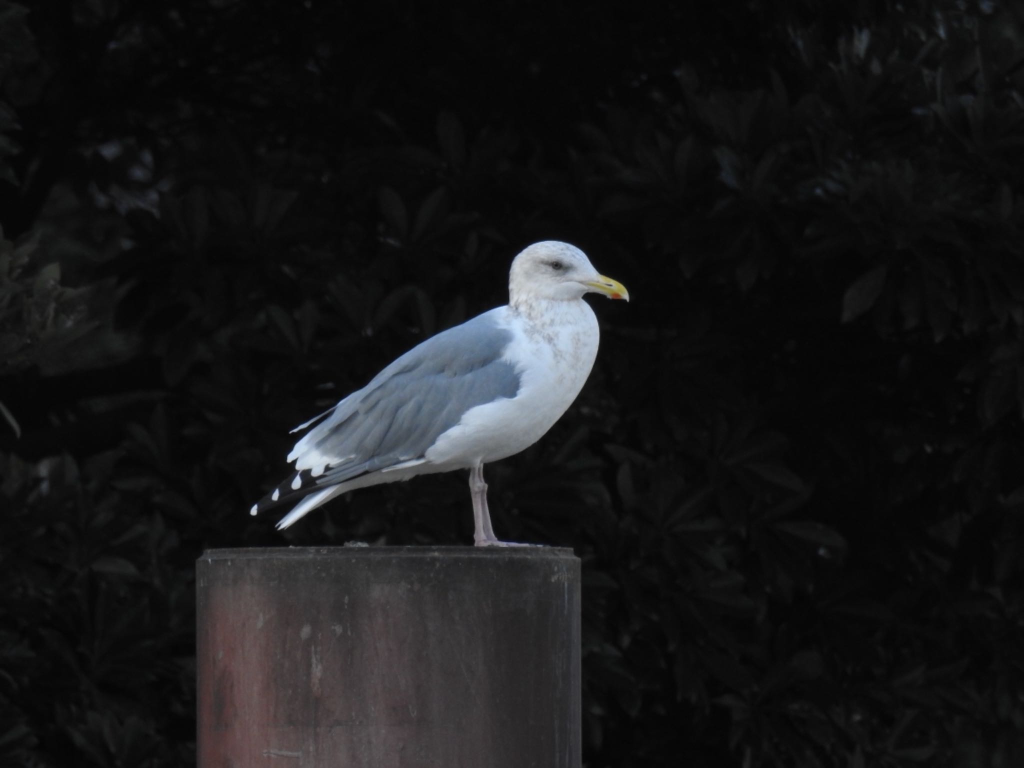 浜離宮恩賜庭園 ウミネコの写真 by Hofstadter2303