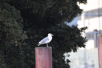 ウミネコ 浜離宮恩賜庭園 2017年12月23日(土)