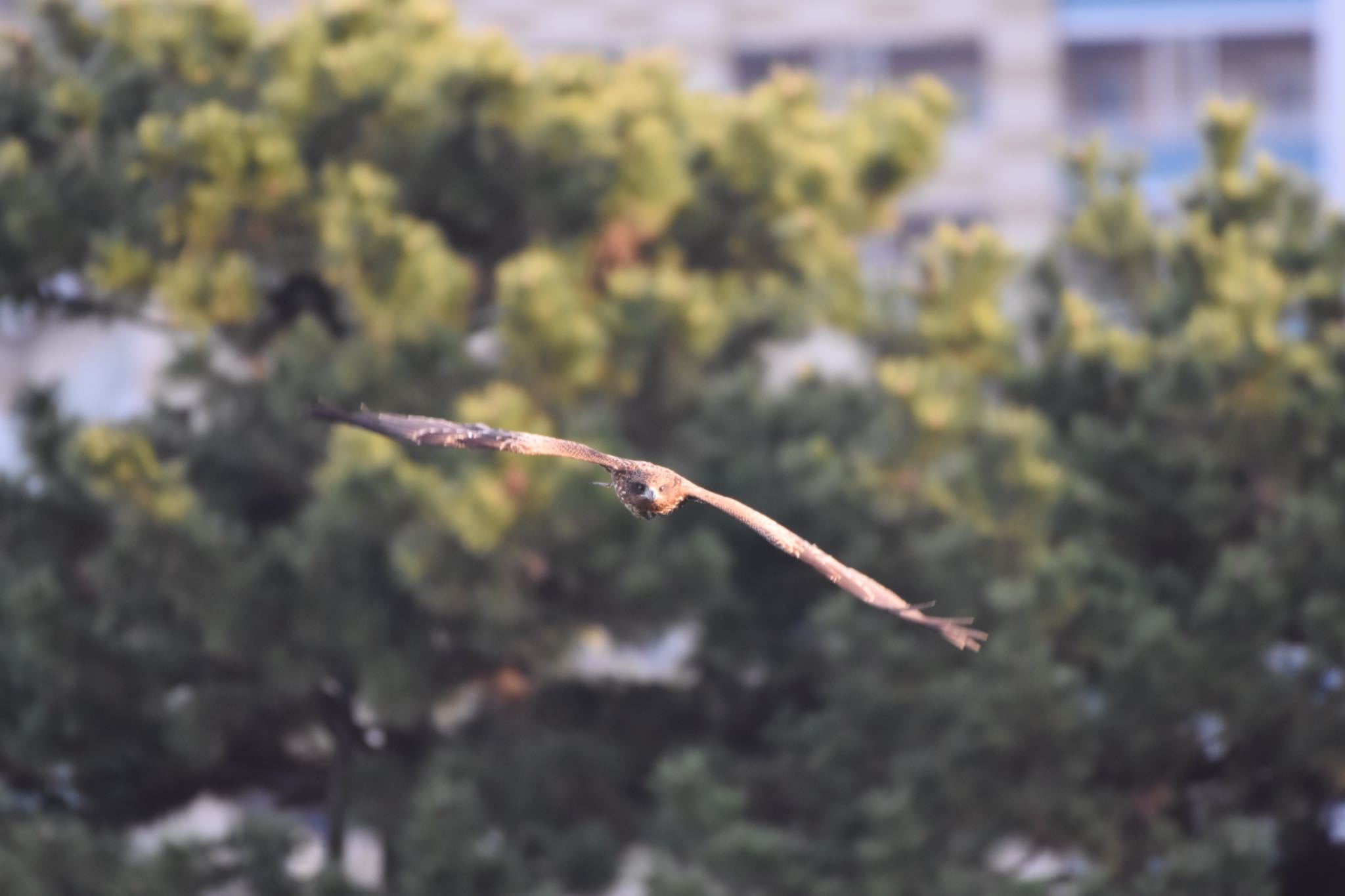 Black Kite