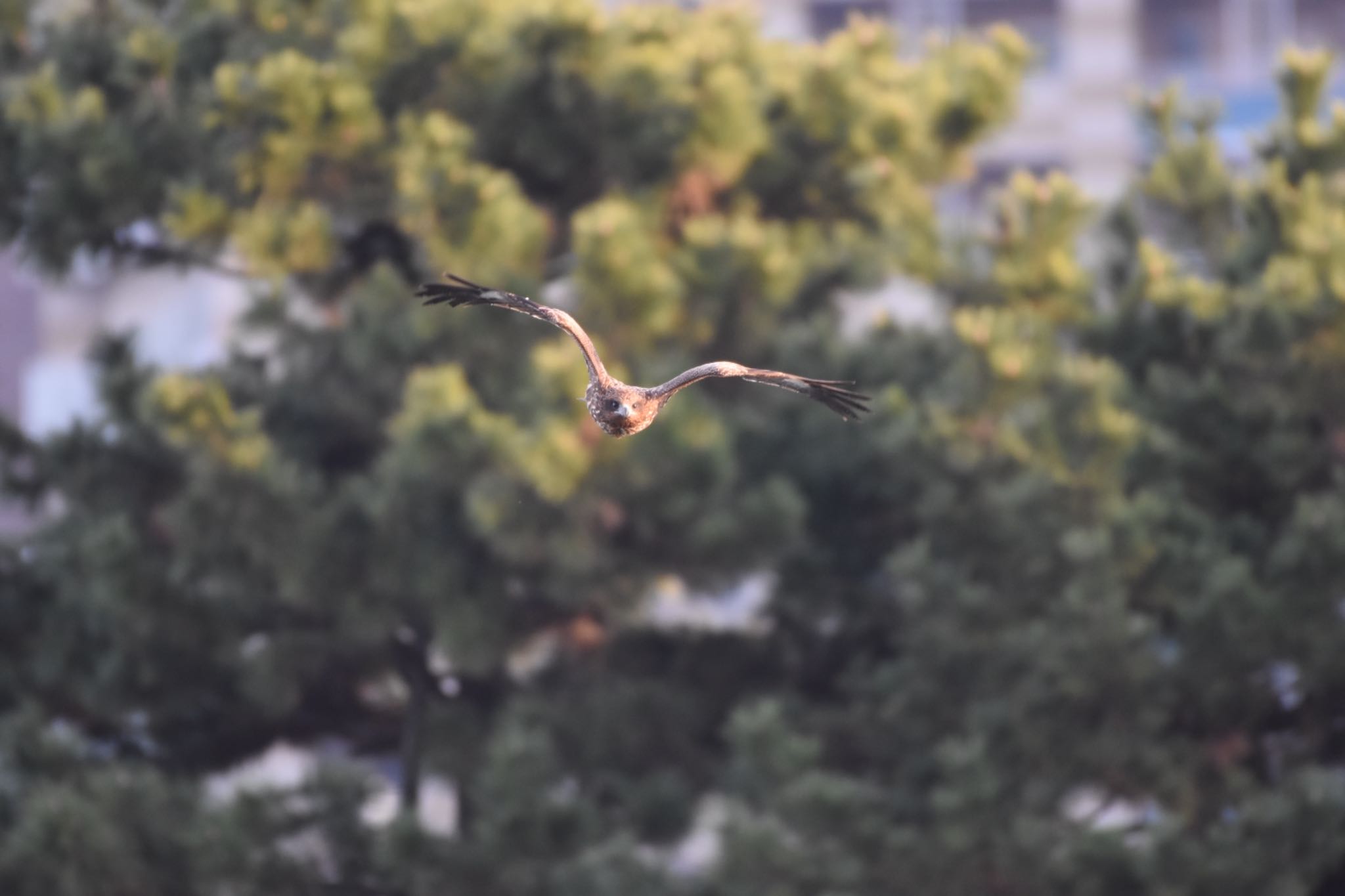 Black Kite