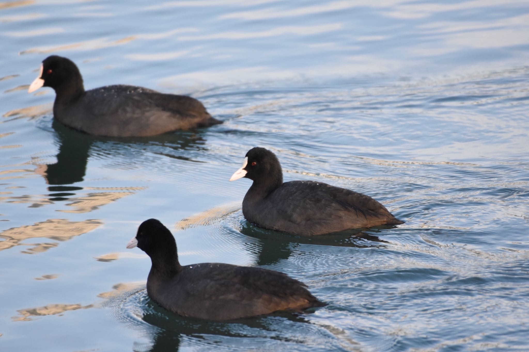 Eurasian Coot