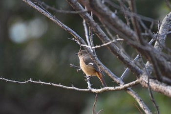 2017年12月23日(土) 浜離宮恩賜庭園の野鳥観察記録