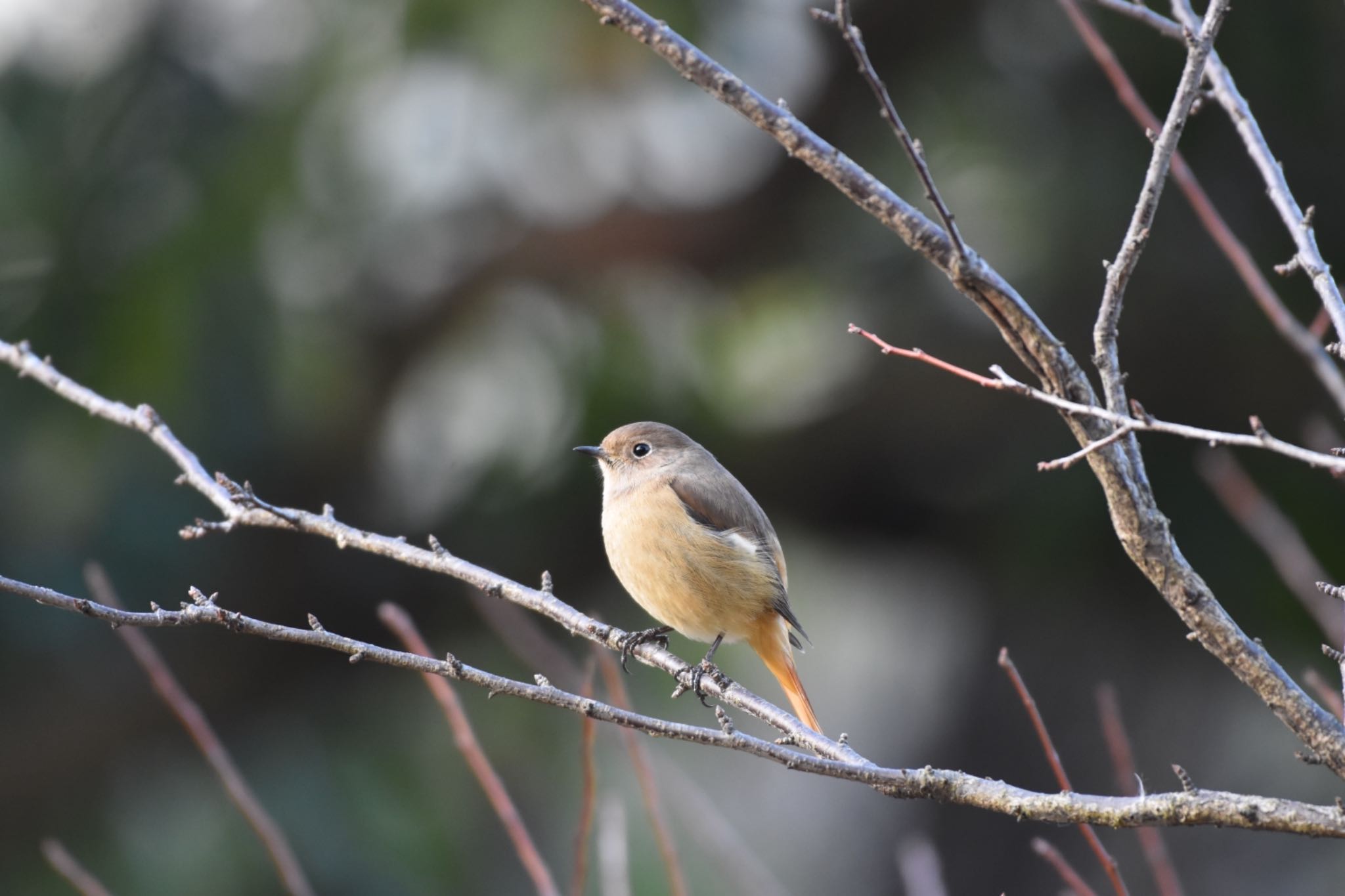 Daurian Redstart