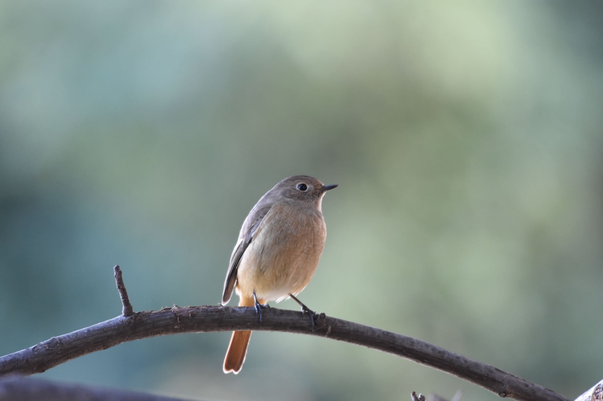 Daurian Redstart