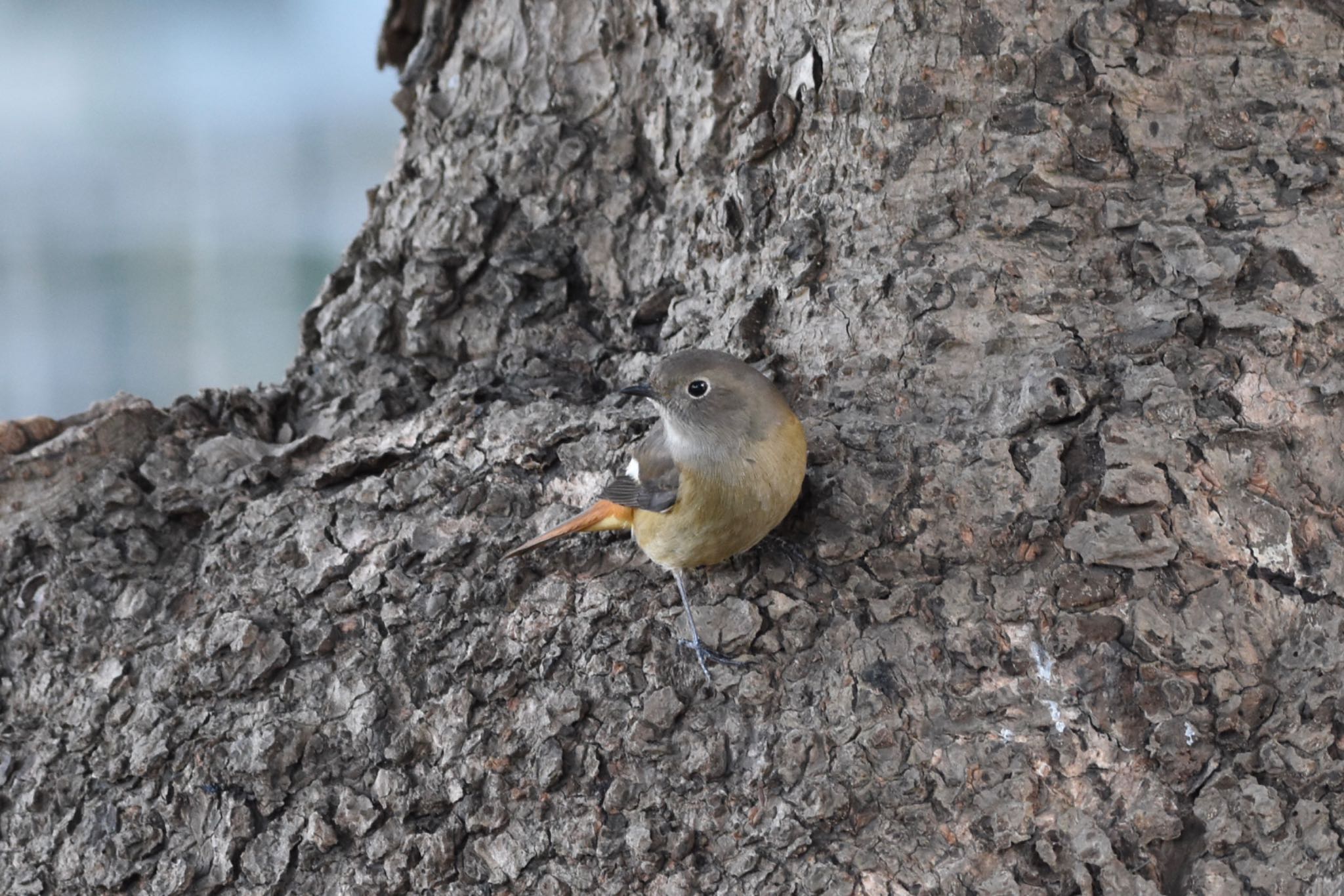 Daurian Redstart