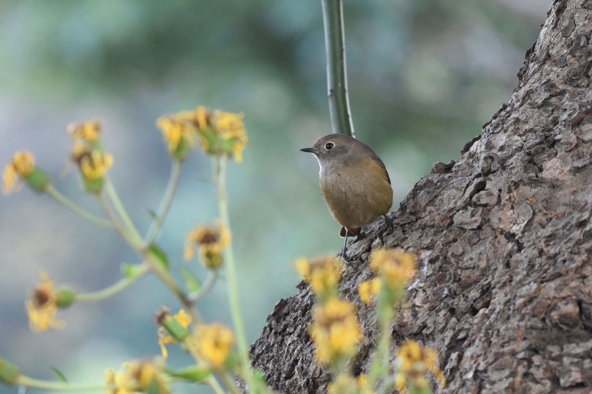 Daurian Redstart