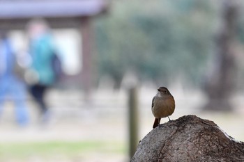 ジョウビタキ 浜離宮恩賜庭園 2017年12月23日(土)