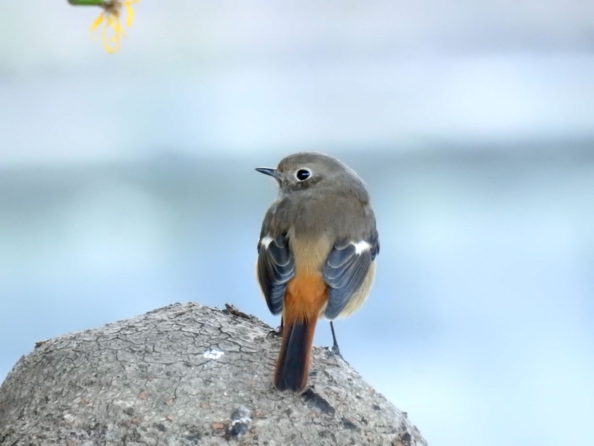 Daurian Redstart