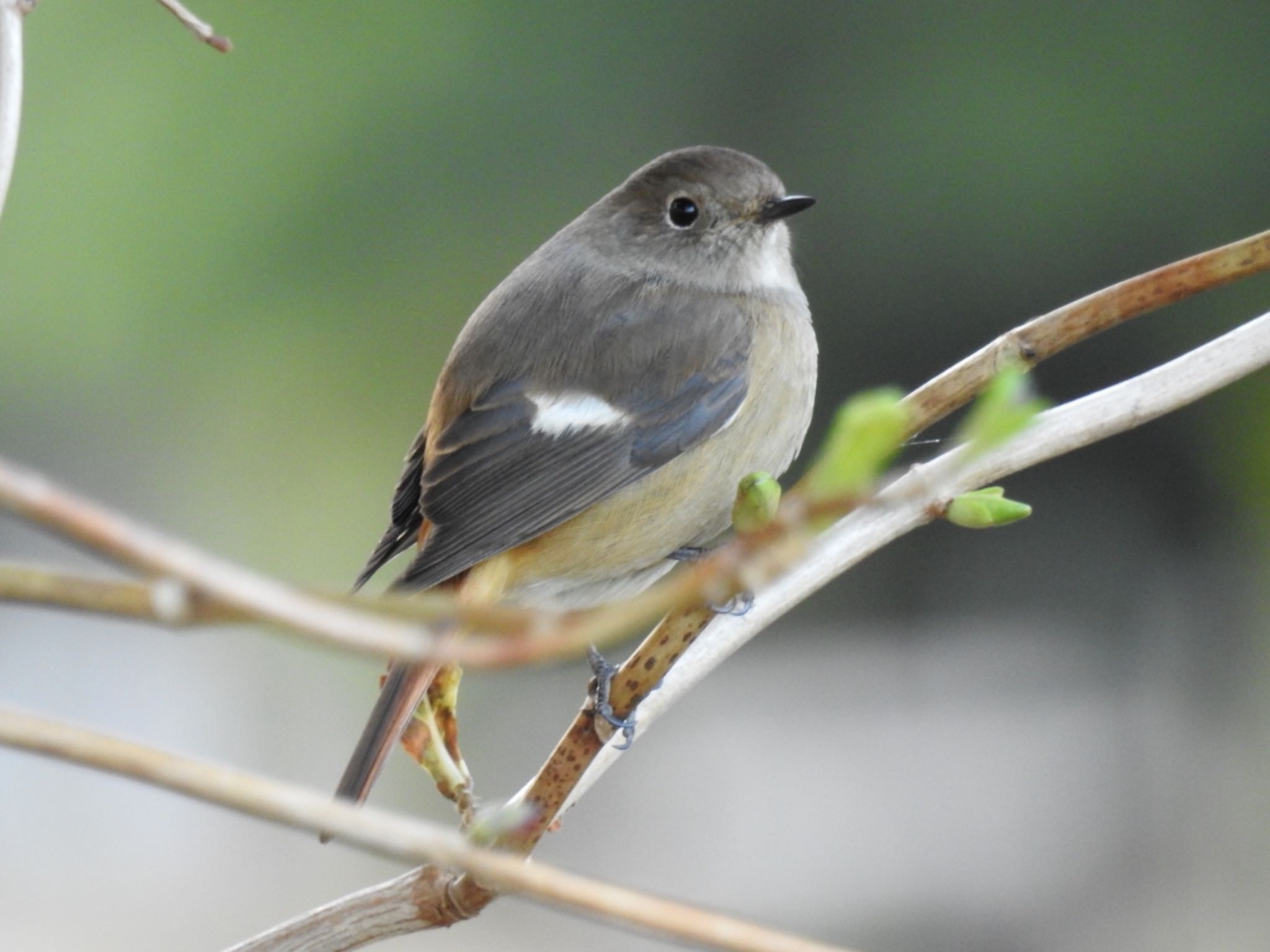 Daurian Redstart