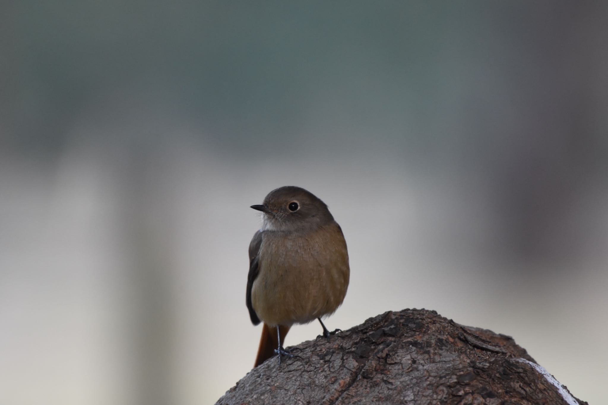 Daurian Redstart