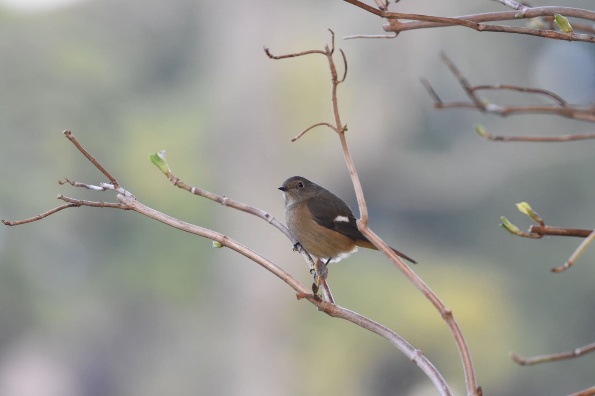 Daurian Redstart