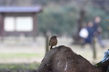 ジョウビタキ 浜離宮恩賜庭園 2017年12月23日(土)