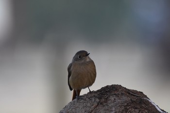 ジョウビタキ 浜離宮恩賜庭園 2017年12月23日(土)