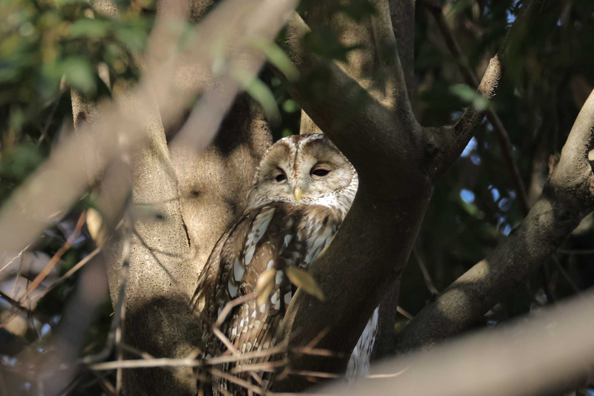 2025年1月21日(火) 井の頭公園の野鳥観察記録 by minomushibouz 2025年1月21日(火) 井の頭公園の野鳥観察記録 by minomushibouz