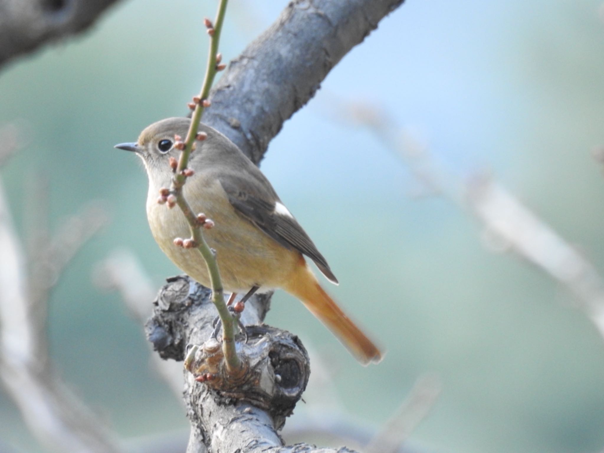 Daurian Redstart