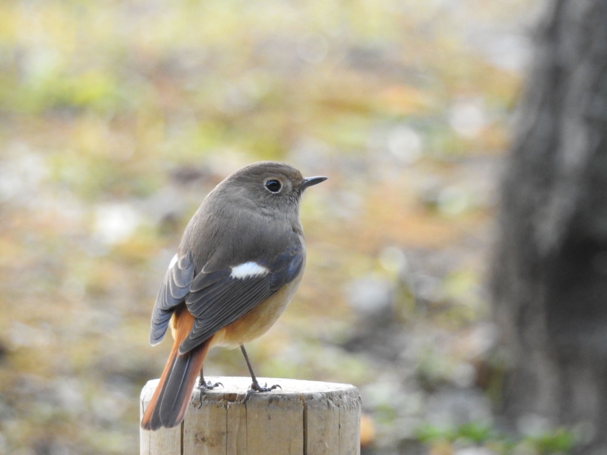 浜離宮恩賜庭園 ジョウビタキの写真 by Hofstadter2303