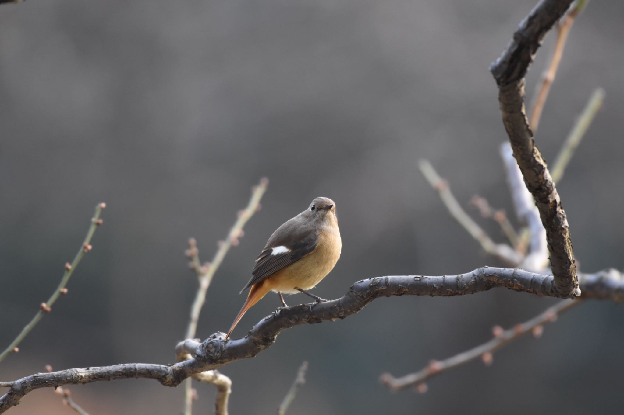 Daurian Redstart