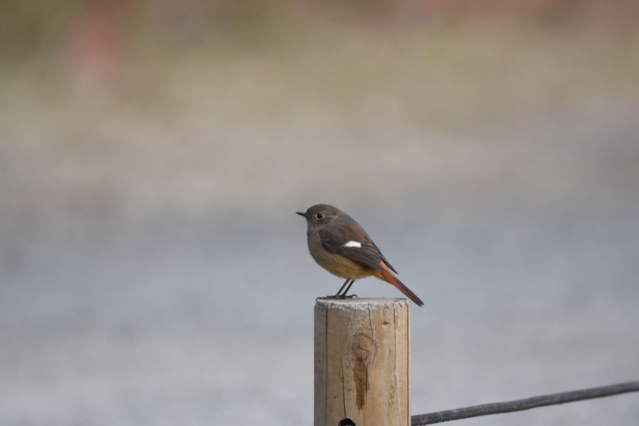 Daurian Redstart